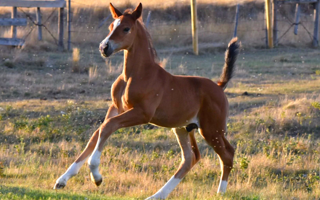 Champion Horse Resurrected as a Clone by Gemini Genetics