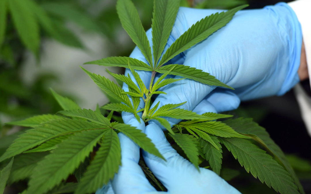 Medical Cannabis for Chronic Pain Management