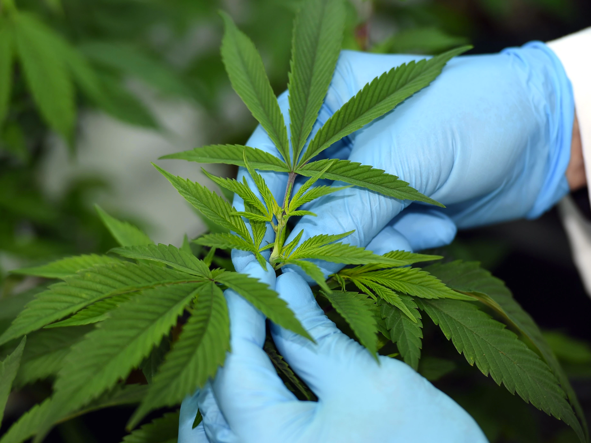 Medical Cannabis for Chronic Pain Management